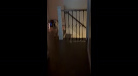 Pitbull Is Scared Of Bullying Cat