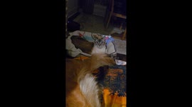 Happy Dog's Tail Annoys Cat