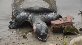 Black softshell turtle is seen ahead of 'World Wildlife Day' in India
