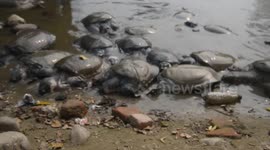 Black softshell turtle is seen ahead of 'World Wildlife Day' in India