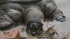 India: Black softshell turtle is seen ahead of 'World Wildlife Day' in India