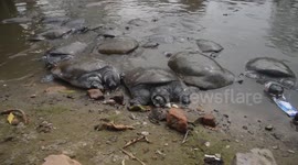 India: Black softshell turtle is seen ahead of 'World Wildlife Day' in India