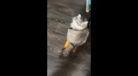 Hilarious cat's unexpected sticky situation with mousetrap
