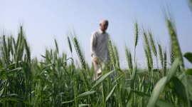 India: Unusually early heatwaves threaten India's wheat production