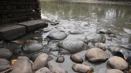 Black softshell turtle is seen ahead of 'World Wildlife Day' in India