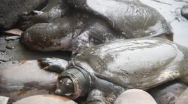 Black softshell turtle is seen ahead of 'World Wildlife Day' in India