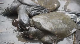 Black softshell turtle is seen ahead of 'World Wildlife Day' in India