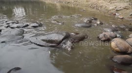 Black softshell turtle is seen ahead of 'World Wildlife Day' in India