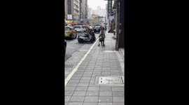 Pet lover takes poodle for a walk in baby stroller