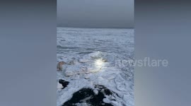 Dog owner walking his pet on icy coast finds adorable newborn seal pup