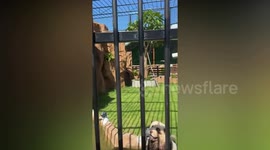 Another Chinese zoo that painted dogs as pandas now has 'tiger' dogs as well