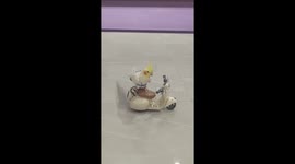 Pet cockatiel rides toy Vespa scooter