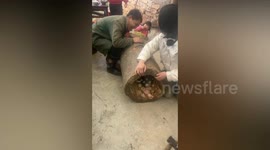 Young box stuck in hollowed-out tree trunk rescued as dad hacks at it with axe