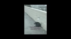 'Lucky' the dog's journey from fear to happiness on the 99 Tollway