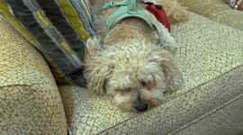 Tigger the white poodle mix relaxes on his favorite couch and soaks up some pets
