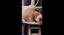 Orange Cat Plays With Its Own Tail