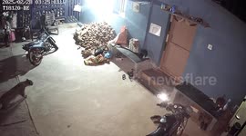Wild leopard kidnaps sleeping dog from outside home in India