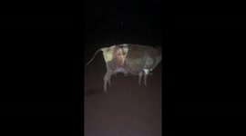 Man watching 'Married At First Sight' projected on a cow gets 5.9 million views on TikTok