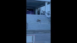 Mother dog guides her puppy over zebra crossing to safety