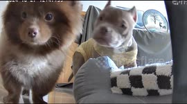 China: Two Puppies Curiously Gaze at the Camera