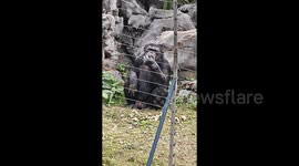 Chimpanzee picks up cigarette and smokes like a human, shocking zoo goers in China