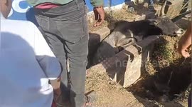 Social organisation rescued a cow taken out of the drain safely in Shahdol ,Madhya Pradesh