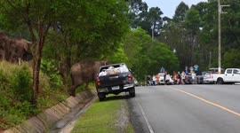 Beautiful moment herd of elephants cross road in Thailand