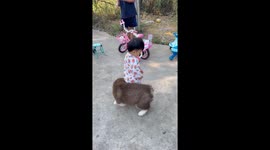 Alaskan Malamute puppies play with delighted toddler