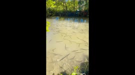 Dozens of mystery snake-like creatures swim in Thai river