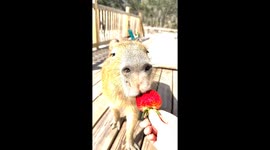 Adorable capybaras create ASMR nibbling on different fruit and vegetables