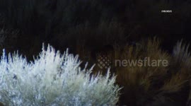 US, Los Angeles: Angeles Forest Fatal Ejection Crash