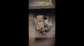 Baby Squirrels Crowd In Hollow