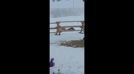Dog Wants to Play With Unbothered Highland Cow