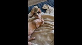 Hairless Cat With Lucious Lashes