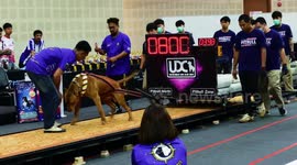 Pitbulls pulling weights in competition at Pet Variety show, Chiang Mai, Thailand