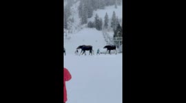 Moose Family Hits The Slopes In Jackson Hole
