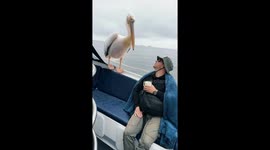 Seal AND pelican take turns to invade boat off Namibian coast