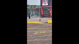 Chicken Hangs Out In Chicken Restaurant Parking Lot