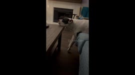 Pitbull Rests in an Odd Way