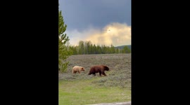 Colorful Array Of Black Bears In Grand Teton