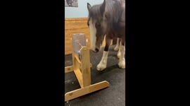 Horse Treat Dispenser