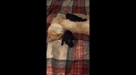 Black Gloves, Orange Cat