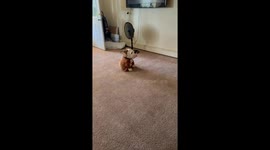 Puppy TKO