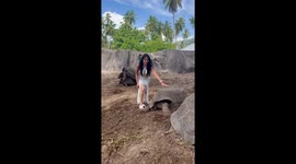 Tortoises Get Frisky in the Background