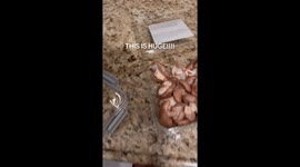 Singing Mushroom Sings its Final Melody (fake noise)