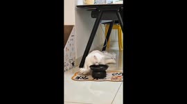 Clever solution to vision-impaired cat's drinking dilemma in China