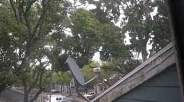 windy and tress blowing