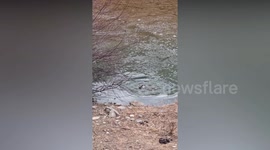 Biker stops to rescue monkey from freezing water after it fell in