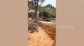 Elephants forced to slide down a mud hill at a theme park cause public outrage