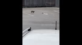 Rat jumps on cat’s head in surprising chase moment in Campania, Italy